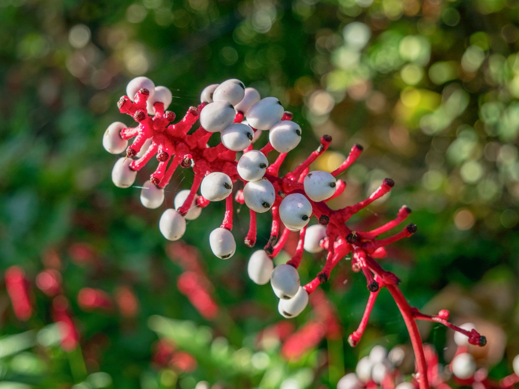 Close-up of white sedge plant Actaea pachypoda with white berries on red stems